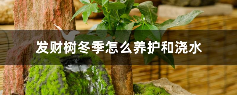 发财树冬季怎么养护和浇水 发财树冬季怎么养护和浇水