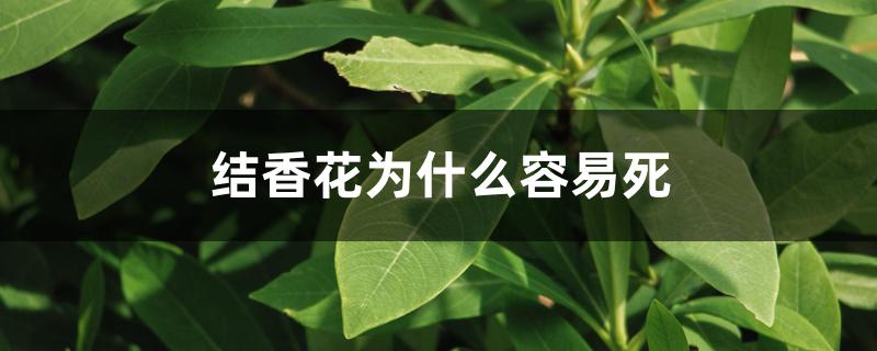 结香花为什么容易死 结香花为什么容易死