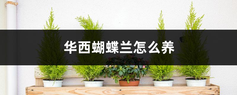 华西蝴蝶兰怎么养 华西蝴蝶兰怎么养
