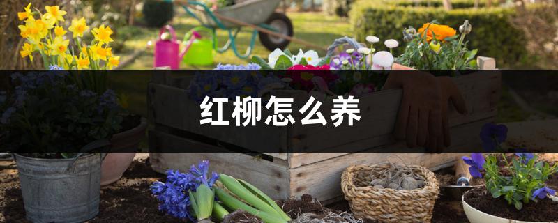 红柳怎么养 红柳怎么养