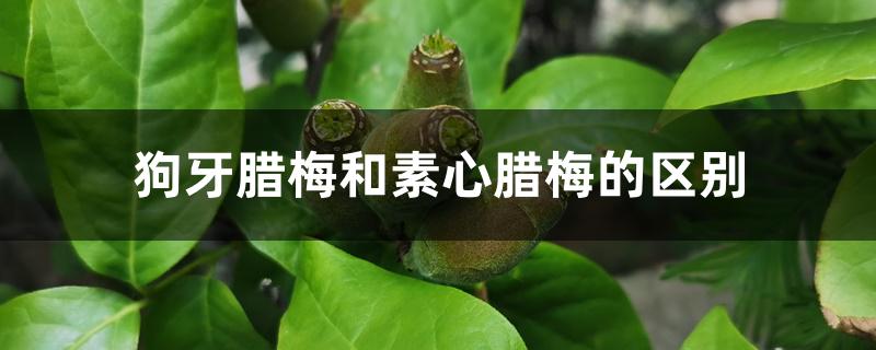 狗牙腊梅和素心腊梅的区别 狗牙腊梅和素心腊梅的区别