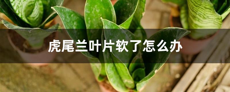 虎尾兰叶片软了怎么办 虎尾兰叶片软了怎么办