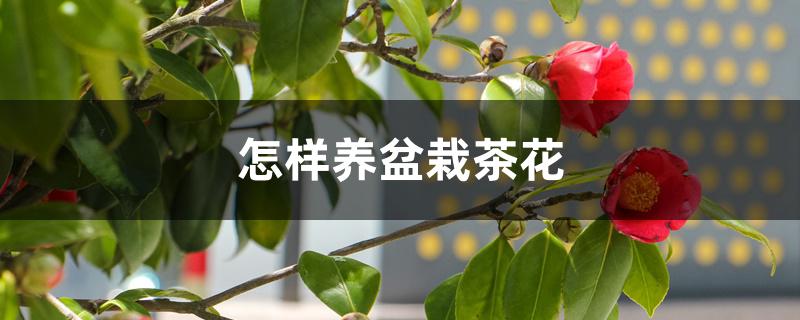 怎样养盆栽茶花 怎样养盆栽茶花