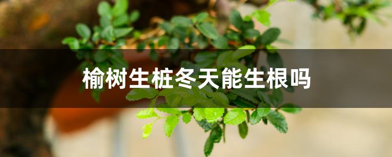 榆树生桩冬天能生根吗 榆树生桩冬天能生根吗
