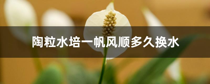 陶粒水培一帆风顺多久换水 陶粒水培一帆风顺多久换水