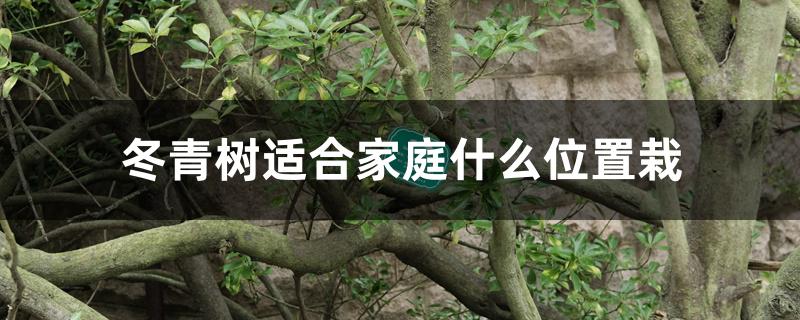 冬青树适合家庭什么位置栽 冬青树适合家庭什么位置栽