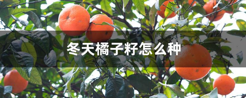 冬天橘子籽怎么种 冬天橘子籽怎么种