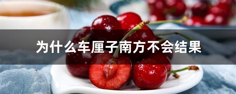 为什么车厘子南方不会结果