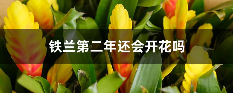 铁兰第二年还会开花吗 铁兰第二年还会开花吗