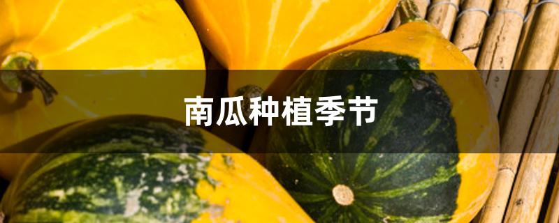 南瓜种植季节 南瓜种植季节