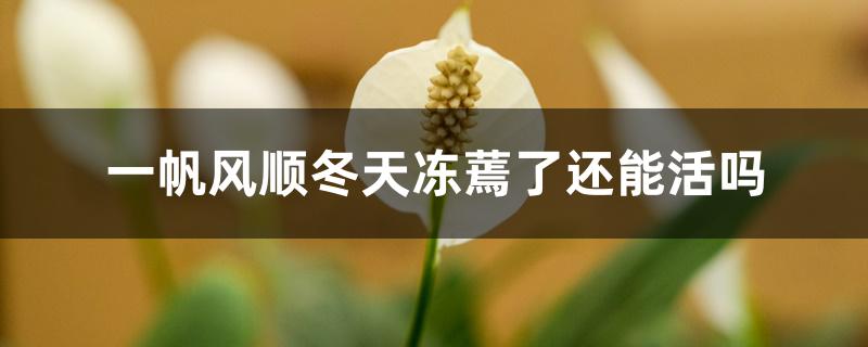 一帆风顺冬天冻蔫了还能活吗 一帆风顺冬天冻蔫了还能活吗