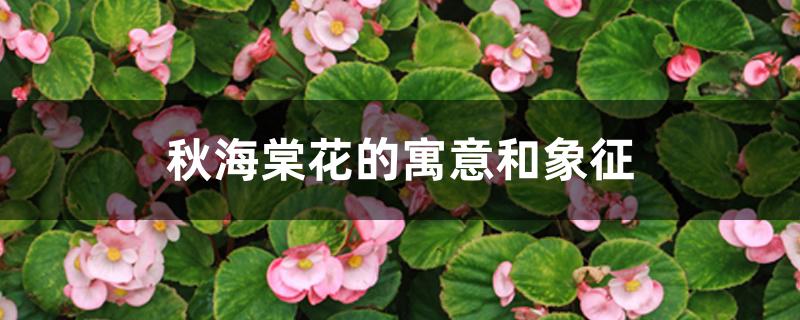 秋海棠花的寓意和象征 秋海棠花的寓意和象征