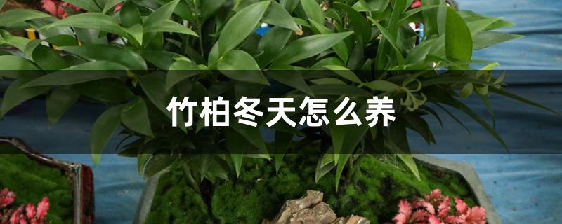 竹柏冬天怎么养 竹柏冬天怎么养