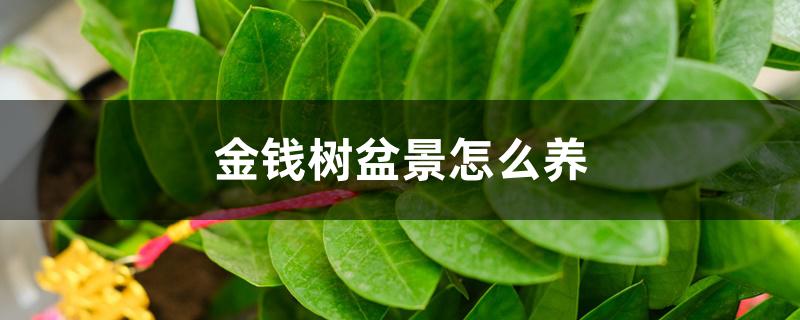 金钱树盆景怎么养 金钱树盆景怎么养