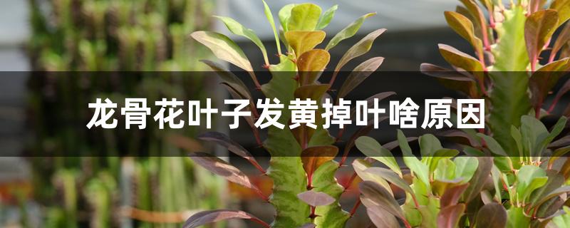 龙骨花叶子发黄掉叶啥原因 龙骨花叶子发黄掉叶啥原因