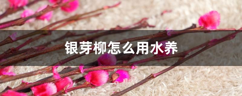 银芽柳怎么用水养 银芽柳怎么用水养