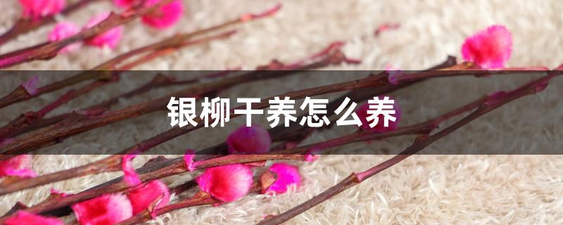 银柳干养怎么养 银柳干养怎么养