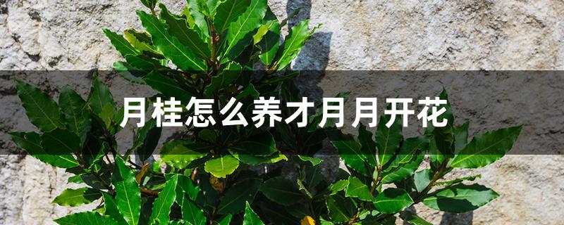 月桂怎么养才月月开花 月桂怎么养才月月开花