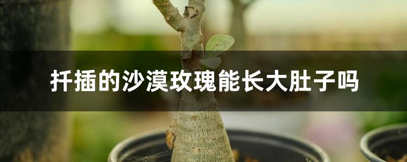 扦插的沙漠玫瑰能长大肚子吗 扦插的沙漠玫瑰能长大肚子吗