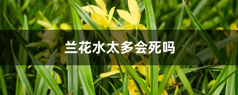 兰花水太多会死吗 兰花水太多会死吗