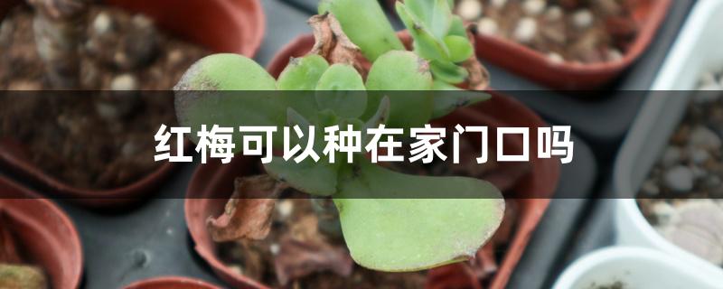 红梅可以种在家门口吗 红梅可以种在家门口吗