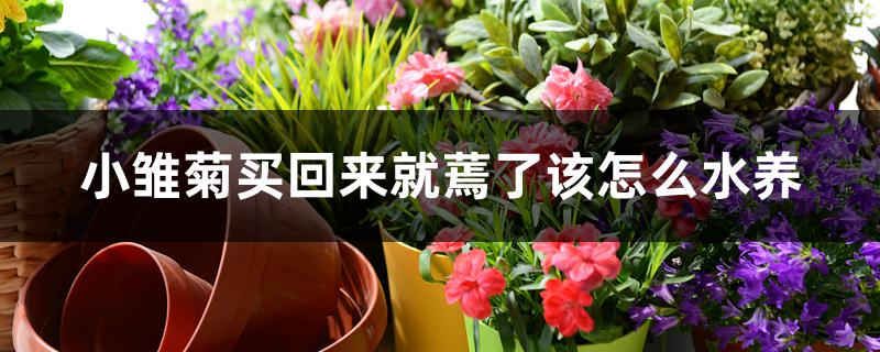 小雏菊买回来就蔫了该怎么水养