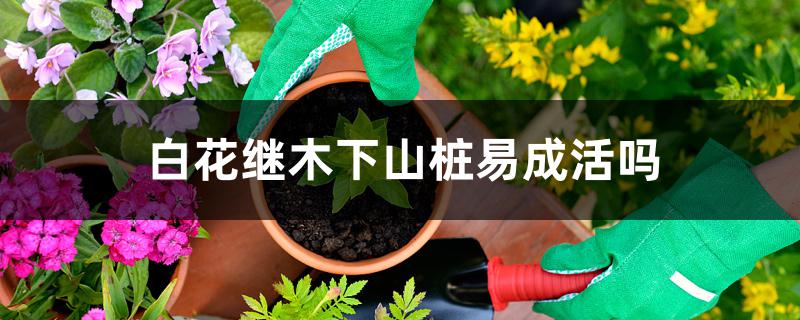 白花继木下山桩易成活吗 白花继木下山桩易成活吗