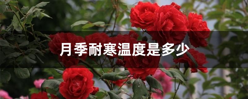 月季耐寒温度是多少 月季耐寒温度是多少