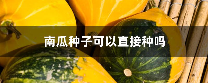 南瓜种子可以直接种吗 南瓜种子可以直接种吗
