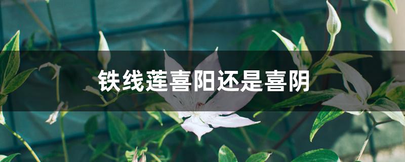 铁线莲喜阳还是喜阴 铁线莲喜阳还是喜阴