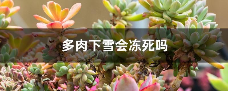 多肉下雪会冻死吗 多肉下雪会冻死吗