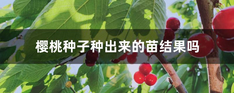 樱桃种子种出来的苗结果吗 樱桃种子种出来的苗结果吗