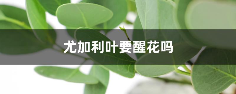 尤加利叶要醒花吗 尤加利叶要醒花吗