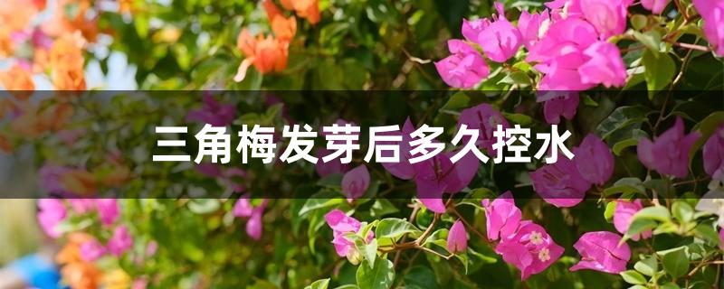 三角梅发芽后多久控水 三角梅发芽后多久控水