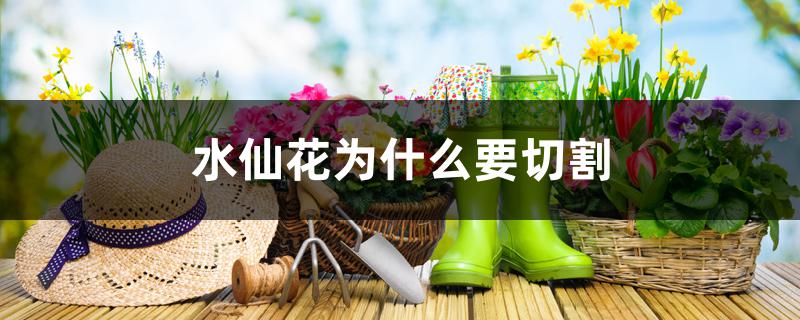 水仙花为什么要切割