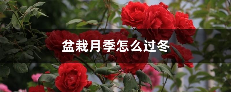 盆栽月季怎么过冬 盆栽月季怎么过冬