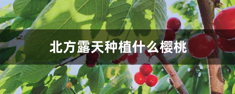 北方露天种植什么樱桃 北方露天种植什么樱桃