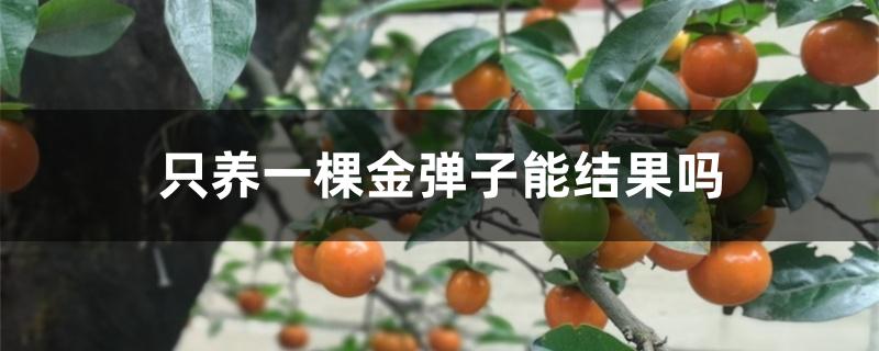 只养一棵金弹子能结果吗 只养一棵金弹子能结果吗