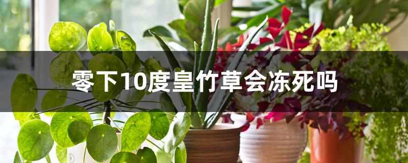 零下10度皇竹草会冻死吗 零下10度皇竹草会冻死吗