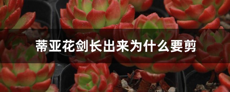 蒂亚花剑长出来为什么要剪 蒂亚花剑长出来为什么要剪