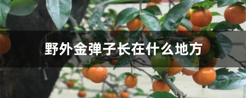 野外金弹子长在什么地方 野外金弹子长在什么地方