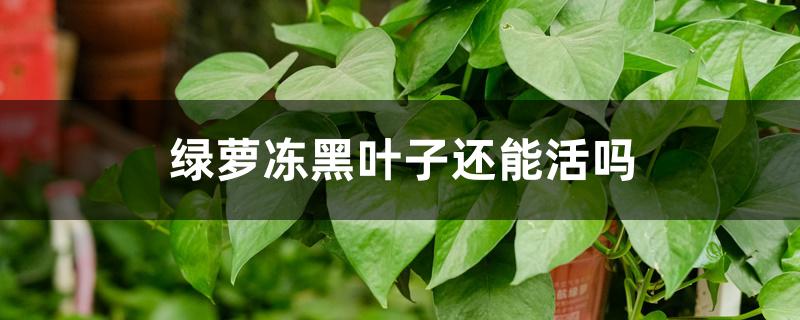 绿萝冻黑叶子还能活吗 绿萝冻黑叶子还能活吗