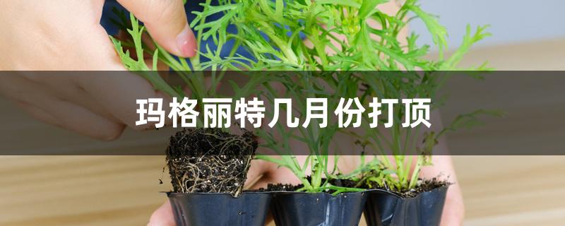 玛格丽特几月份打顶 玛格丽特几月份打顶