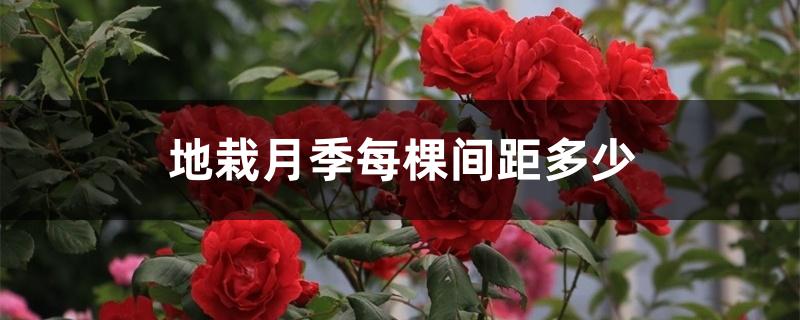 地栽月季每棵间距多少 地栽月季每棵间距多少
