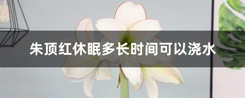 朱顶红休眠多长时间可以浇水 朱顶红休眠多长时间可以浇水