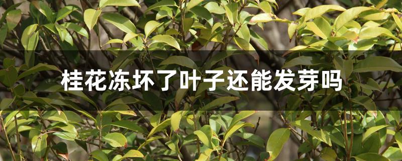 桂花冻坏了叶子还能发芽吗 桂花冻坏了叶子还能发芽吗