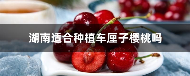 湖南适合种植车厘子樱桃吗 湖南适合种植车厘子樱桃吗