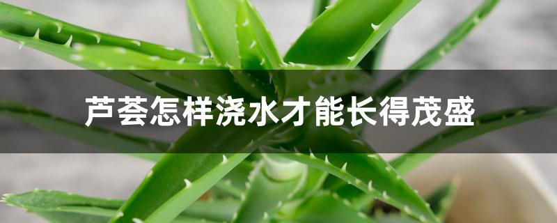芦荟怎样浇水才能长得茂盛 芦荟怎样浇水才能长得茂盛