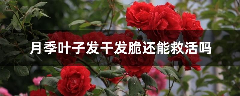 月季叶子发干发脆还能救活吗 月季叶子发干发脆还能救活吗