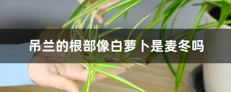 吊兰的根部像白萝卜是麦冬吗 吊兰的根部像白萝卜是麦冬吗